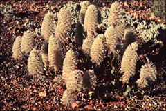 Ptilotus nobilis