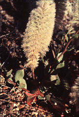 Ptilotus nobilis