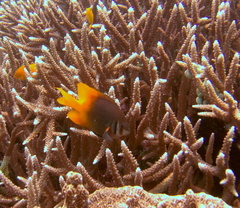 Neoglyphidodon nigroris