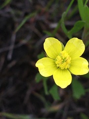 Ranunculus arvensis