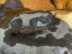 Notropis rubellus