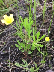 Ranunculus arvensis