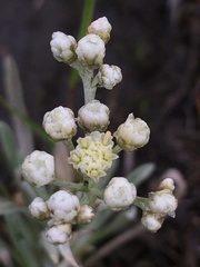 Antennaria lanata
