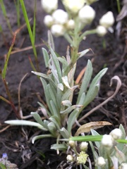 Antennaria lanata