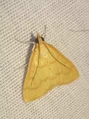 Helvibotys helvialis