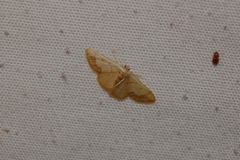 Idaea kendallaria