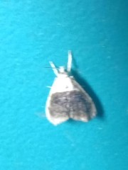 Lipocosmodes fuliginosalis