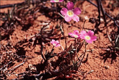 Calandrinia remota