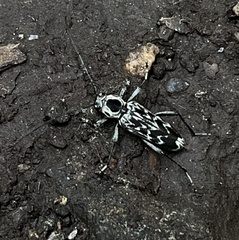 Sarosesthes fulminans