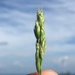 Common Soft Brome - Photo (c) Dwayne Estes, some rights reserved (CC BY-NC), uploaded by Dwayne Estes