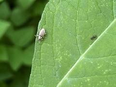 Aphrastus taeniatus