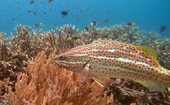 Anyperodon leucogrammicus