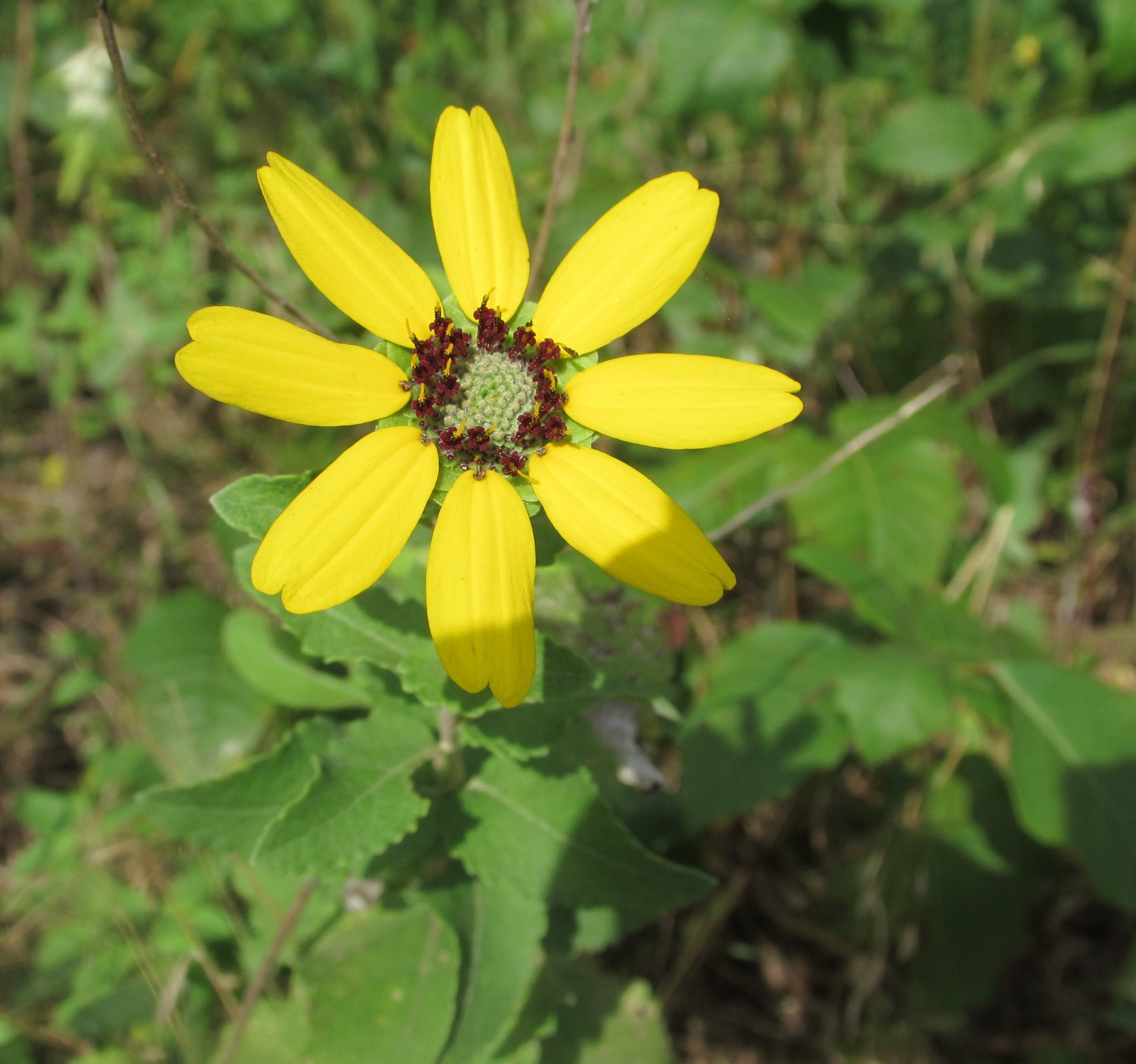 Berlandiera X betonicifolia