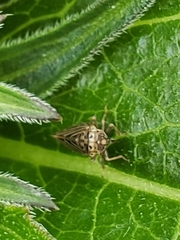 Agallia quadripunctata
