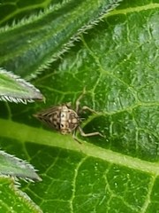 Agallia quadripunctata