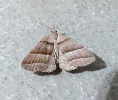 Flammona