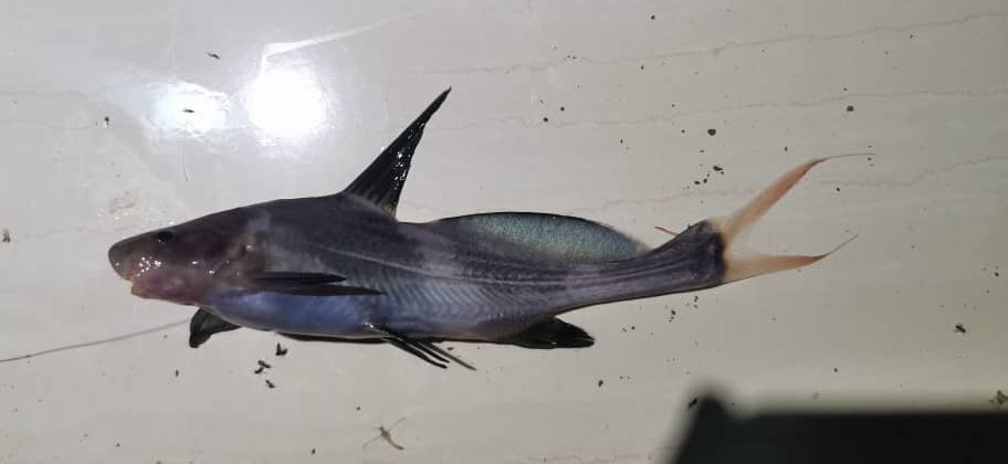 Poisson-chat voile noir (Black Lancer) (Bagrichthys macracanthus)