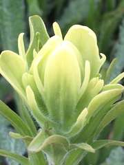 Castilleja lutescens
