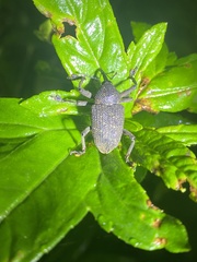 Homalinotus pectinis