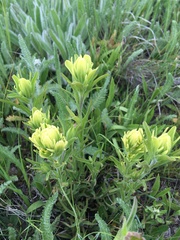 Castilleja lutescens