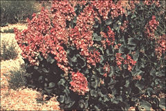 Rumex roseus