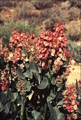 Rumex roseus