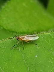Lonchoptera bifurcata