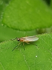 Lonchoptera bifurcata