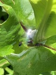 Microrhopala vittata