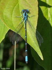 Chromagrion conditum