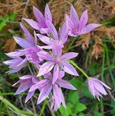 Allium unifolium