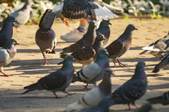 Columba livia domestica