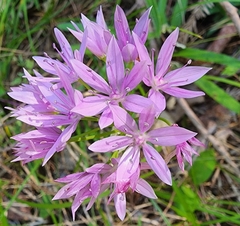 Allium unifolium