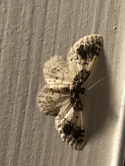 Hydrelia condensata