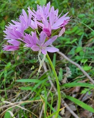 Allium unifolium
