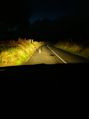 Lepus timidus hibernicus