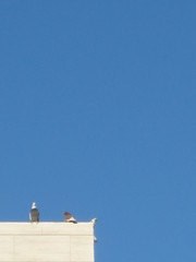 Columba livia domestica