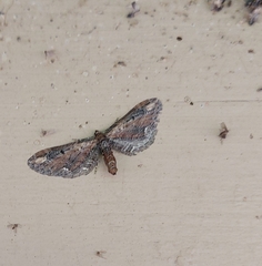 Eupithecia subapicata