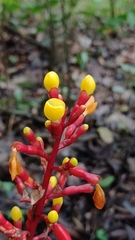 Renealmia aromatica