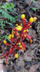 Renealmia aromatica