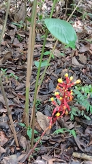 Renealmia aromatica