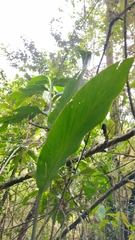 Renealmia aromatica