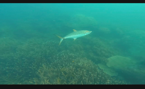 Broadbarred mackerel (Scomberomorus semifasciatus) — Scombridae — 5
