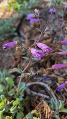 Penstemon caesius