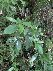 Tarenna gracilipes