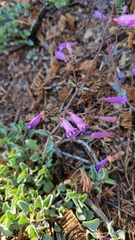 Penstemon caesius