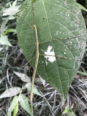Phasmida