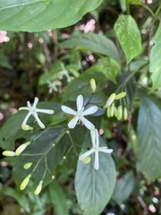 Tarenna gracilipes