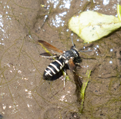 Euodynerus exoglyphus