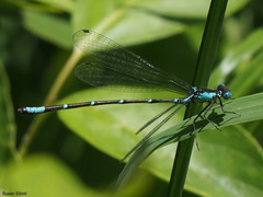 Chromagrion conditum